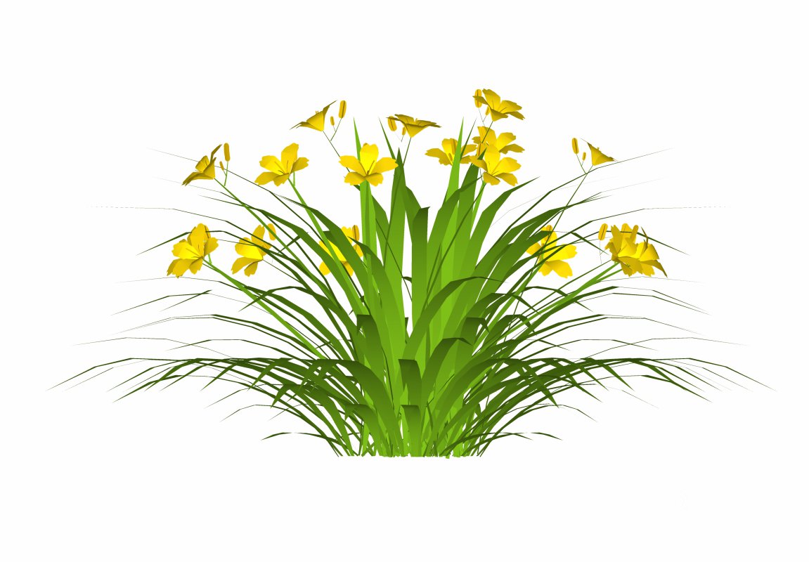 Hemerocallis Image 2