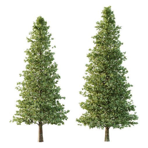Carpinus Betulus Tree 07