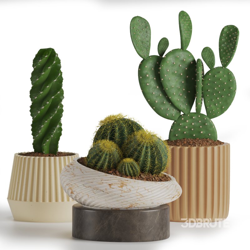 Indoor Plant Cactus set02 Image 5
