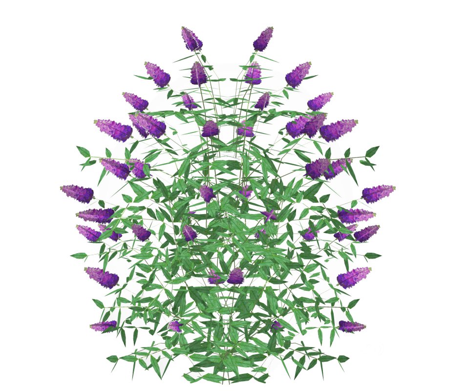 Buddleja Butterfly Bush Purple Image 2