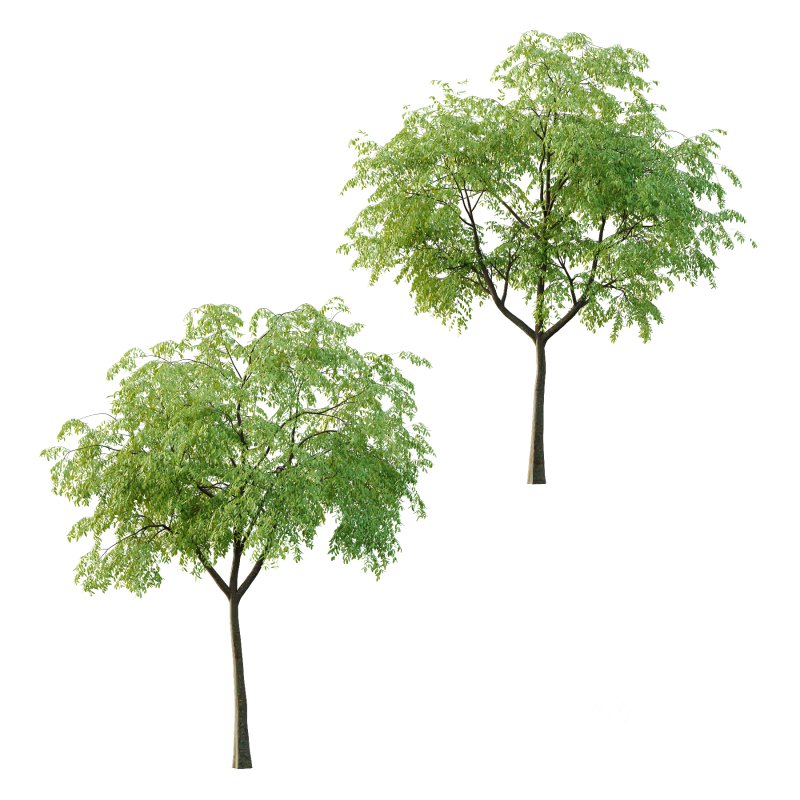 Cinnamomum burmannii Tree 02 Image 4