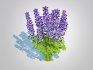 Baptisia australis – False Indigo_Blue - Thumbnail 2