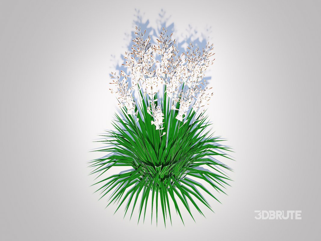 Deschampsia cespitosa – Tufted Hair Grass Image 5