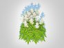 Astilbe-white - Thumbnail 5