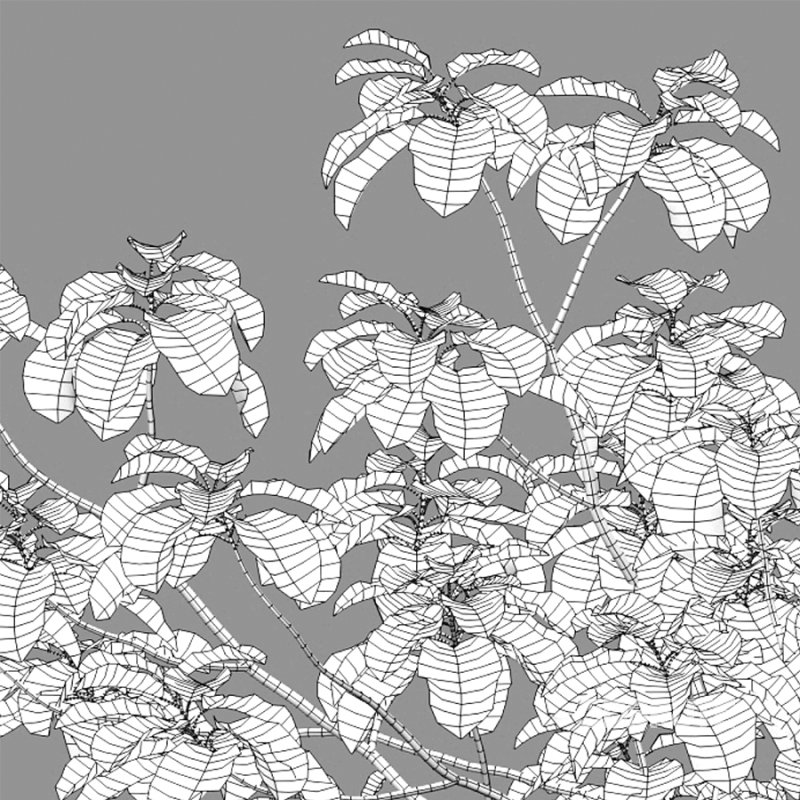 Alnus glutinosa – Common alder -02 Image 3