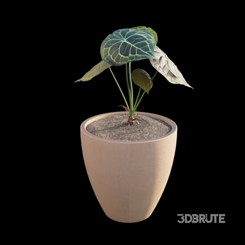 Anthurium clarinervium Image 6