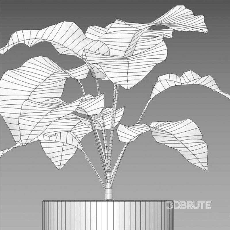 Monstera Adansonii – Swiss Cheese Plant – 02 Image 7