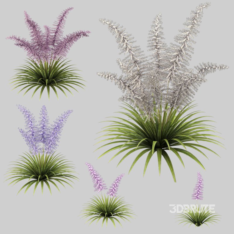 Elegant fern bush Image 5