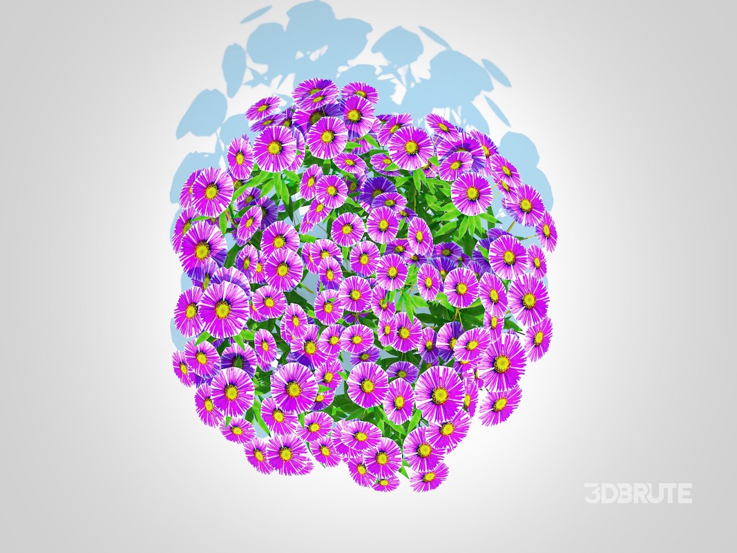 Aster novae-angliae – New England Aster – purple Image 3