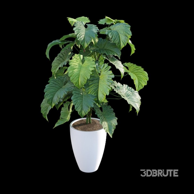 Philodendron subincisum Image 2