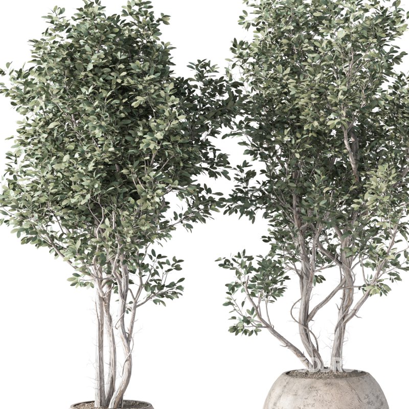 Olive Tree Indoor Plant Set.16 Image 2