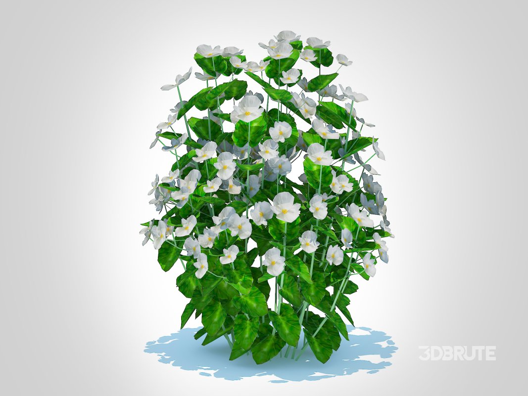Begonia semperflorens – white Image 4