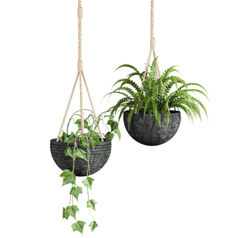 hanging plants Image 3