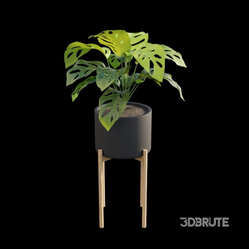 Monstera Adansonii – Swiss Cheese Plant – 02 Image 2