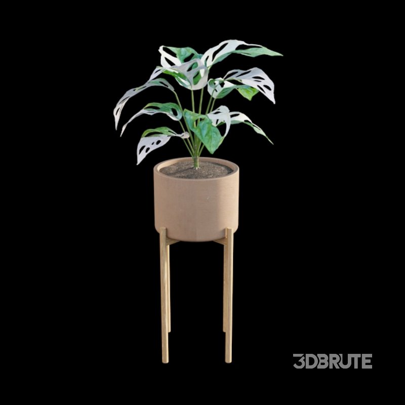 Monstera Adansonii – Swiss Cheese Plant – 02 Image 2