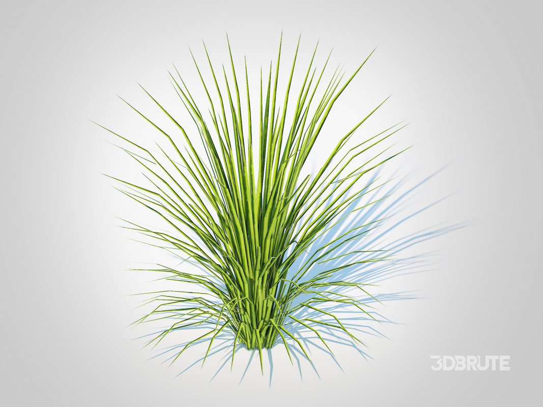 Acorus gramineus variegatus – Sweet Flag Image 1