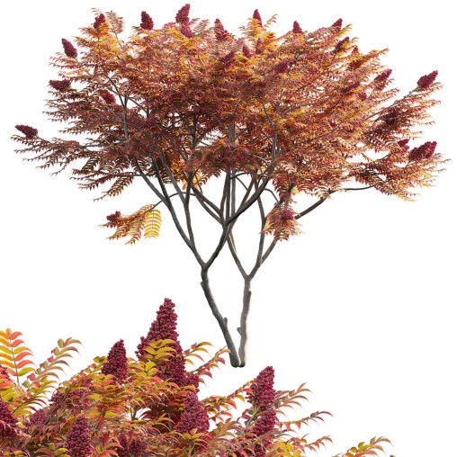 Rhus typhina – Staghorn Sumac 05