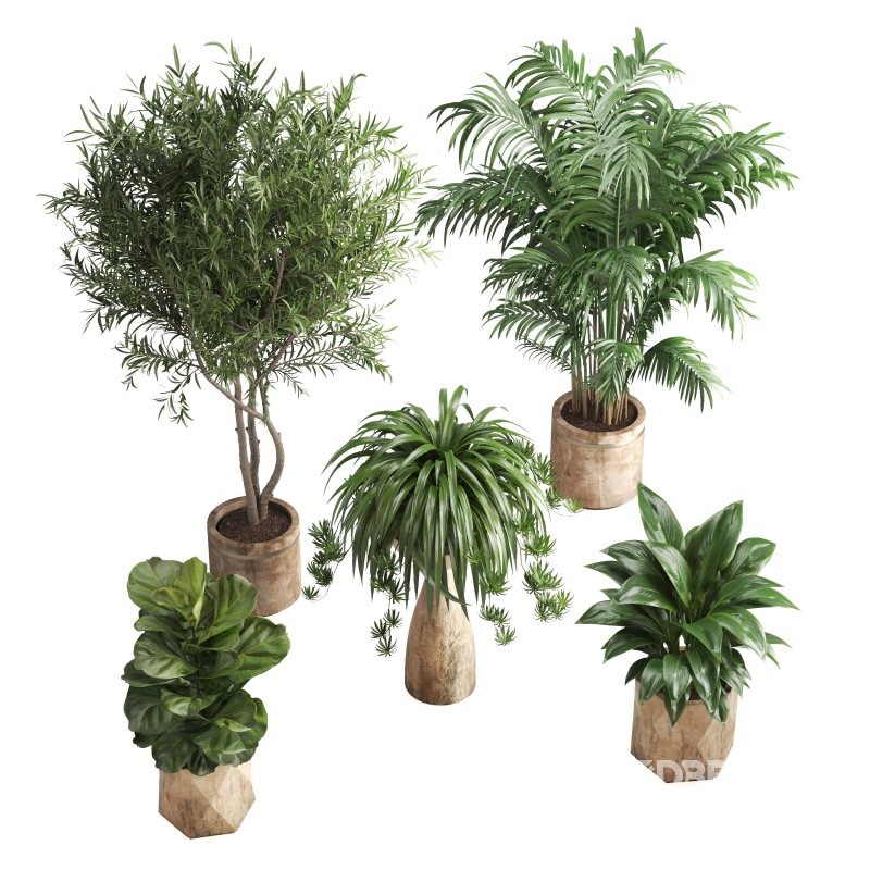 Indoor Plant Olive Palm Fiddle Leaf Image 7