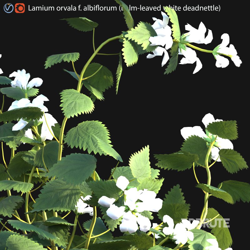 Lamium orvala – Balm-leaved white deadnettle – 01 Image 2