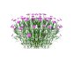 Dianthus plumarius - Thumbnail 2
