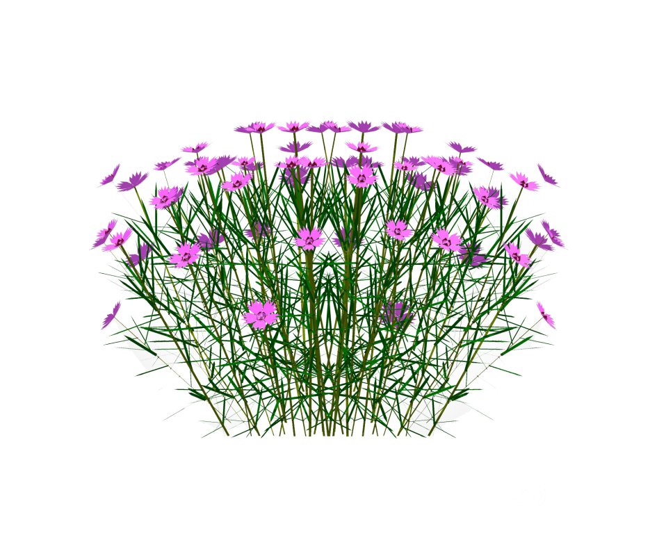 Dianthus plumarius Image 2