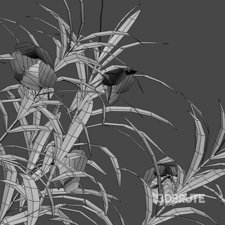 Thevetia Peruviana – Cascabela Thevetia – 01 Image 3