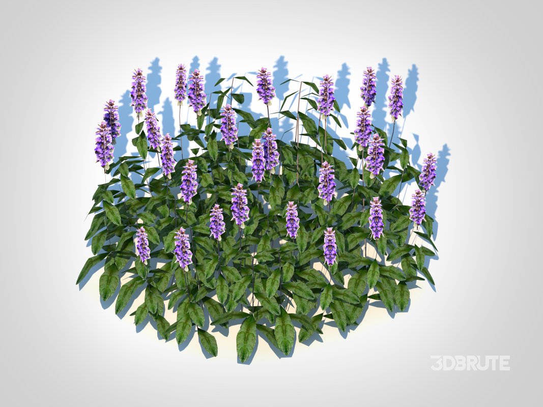 Ajuga ‘Chocolate Chip’ – Bugleweed Image 1