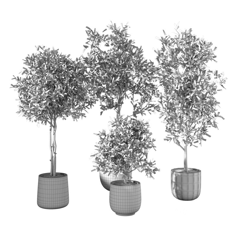 Olive Tree Indoor Plant Set.8 Image 5
