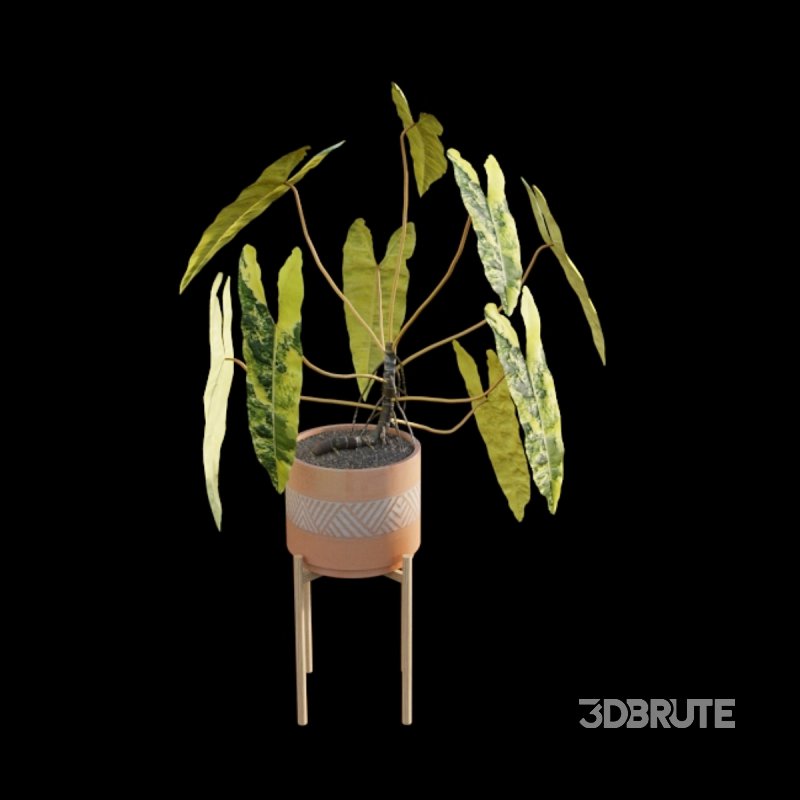 Philodendron billietiae – Croat Image 4