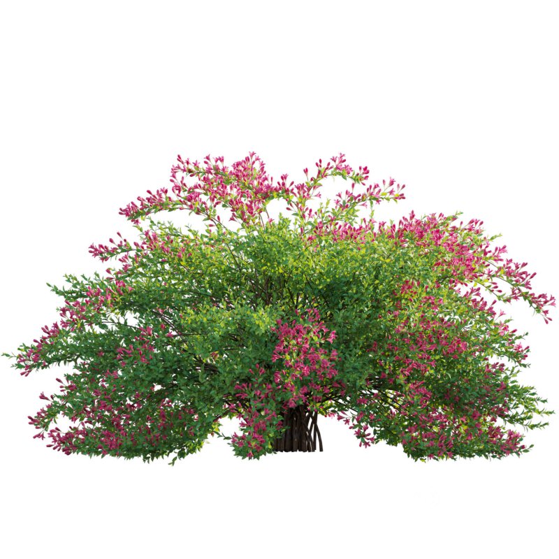 Weigela Florida 02 Image 2