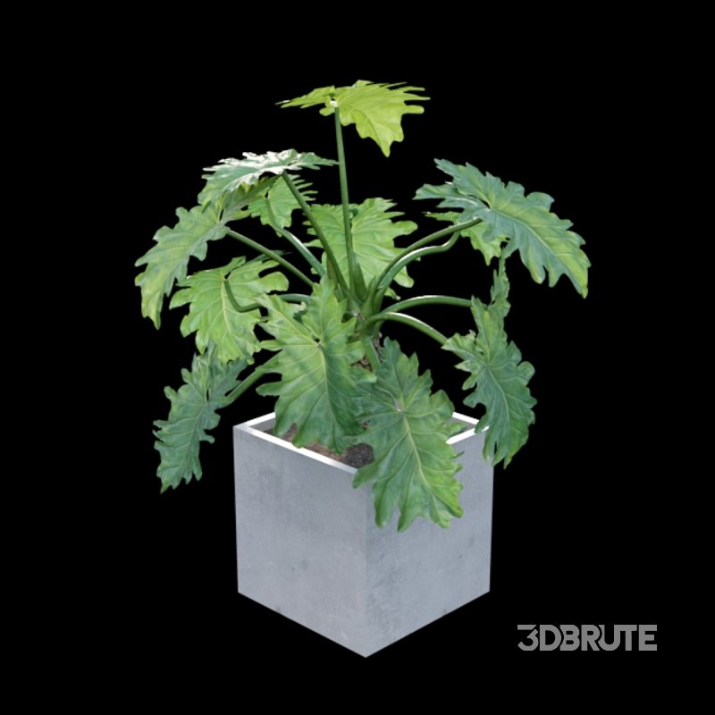 Philodendron undulatum Image 6