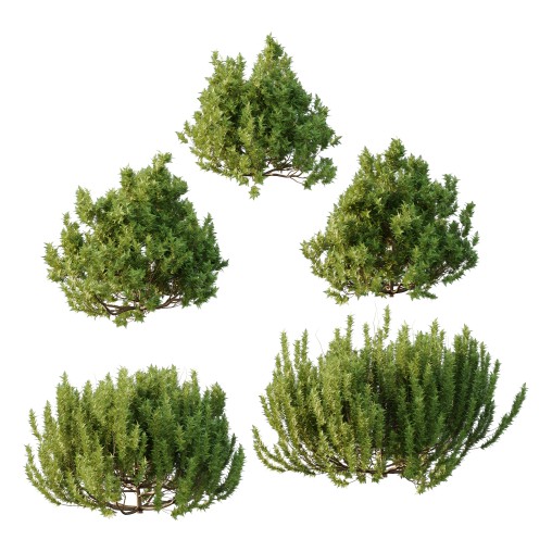 Different bush 02