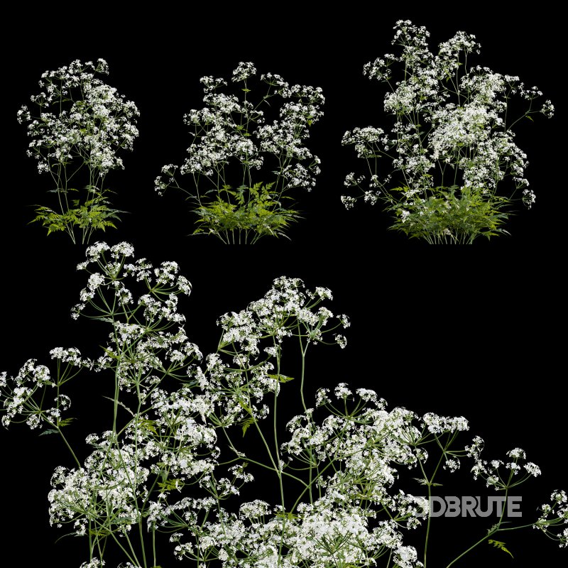Anthriscus sylvestris – Cow parsley -02 Image 2