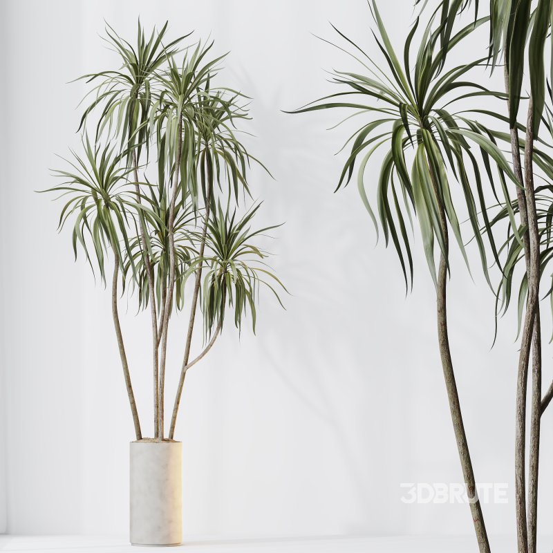 AV Indoor plants set 204 Mission Olive and Ficus Cyathistipula and Lemon Lime Cane Dragon and Banana Strelitzia Nicolai Image 9