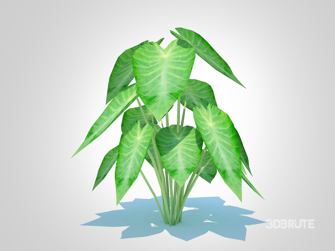 Colocasia esculenta -Green Taro Image 6