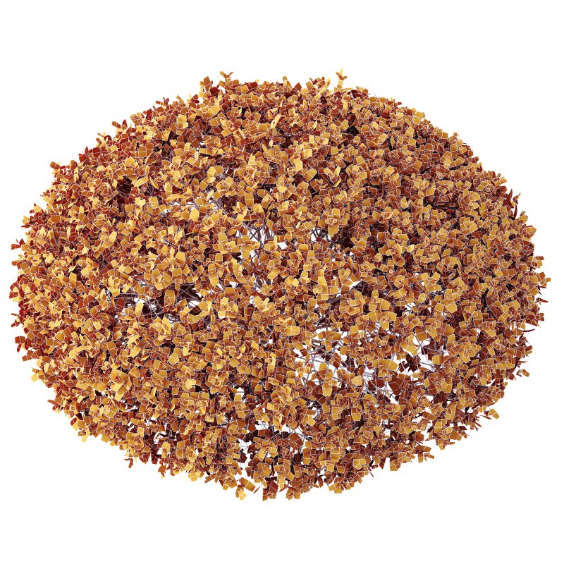 AV Plant Pittosporum Tobira Tenuifolium Shrub Buxus Semperviren Japanese Cheesewood Image 3