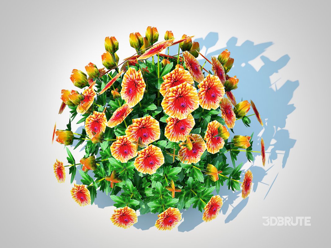 Chrysanthemum – Hardy Mum rust Image 4