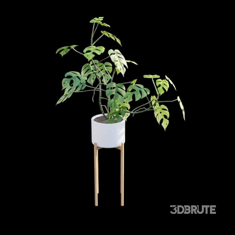 Rhaphidophora tetrasperma – Mini Monstera Image 2