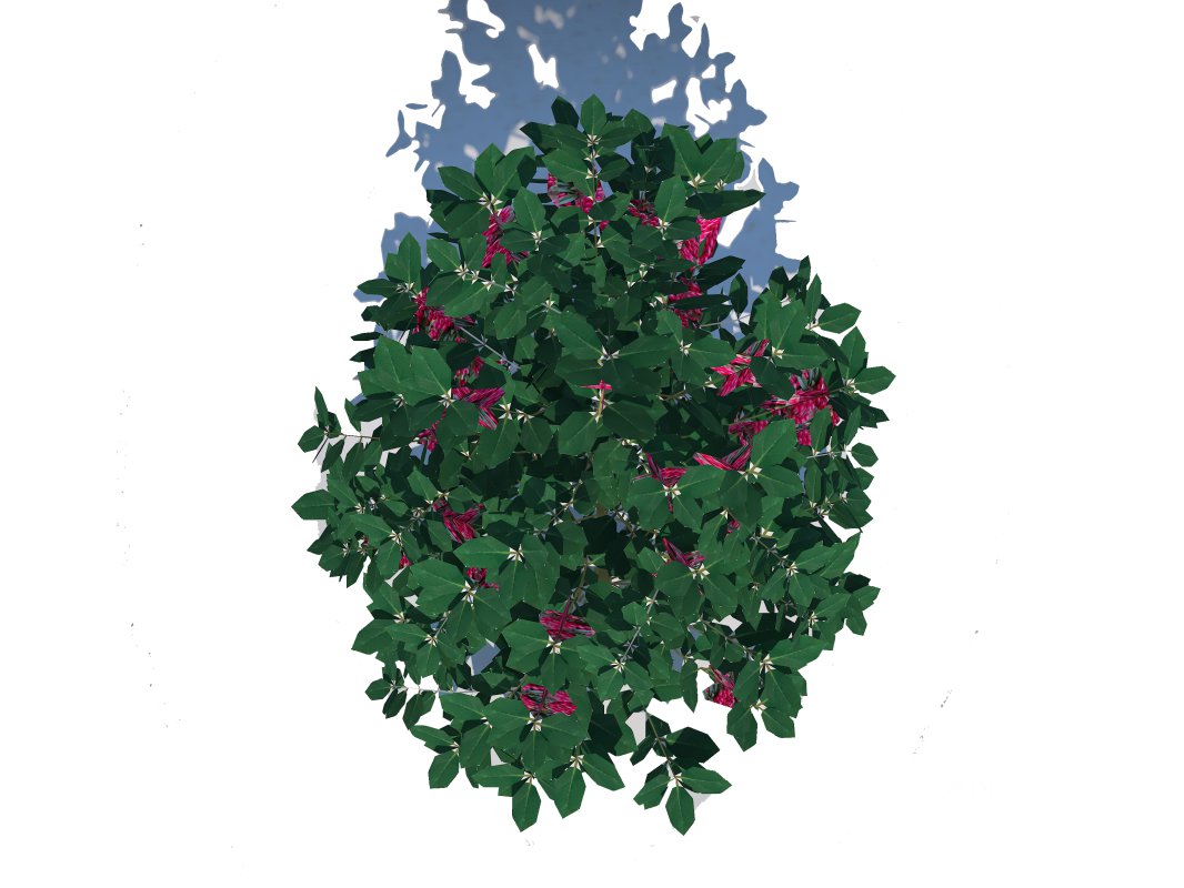 Ilex x meserveae-Blue Hollies Image 4