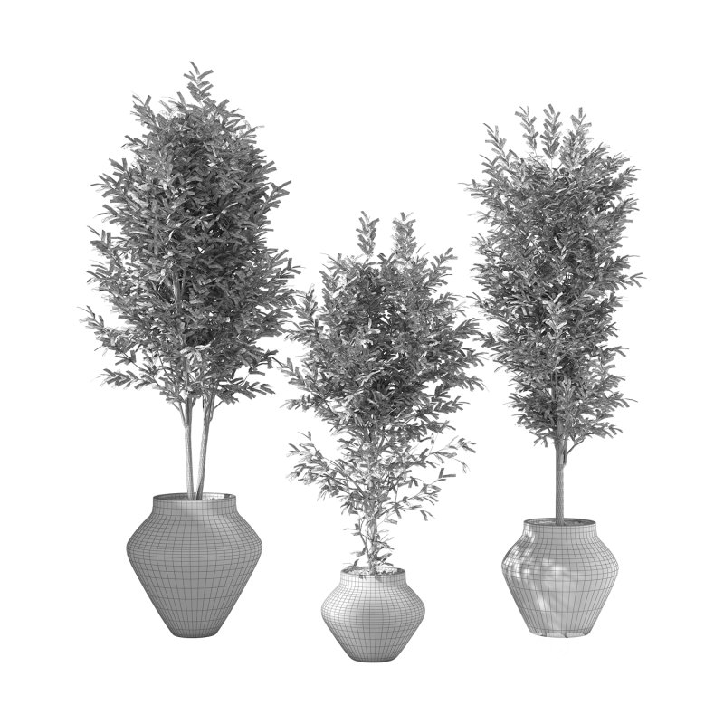 Olive Tree Indoor Plant Set.23 Image 4