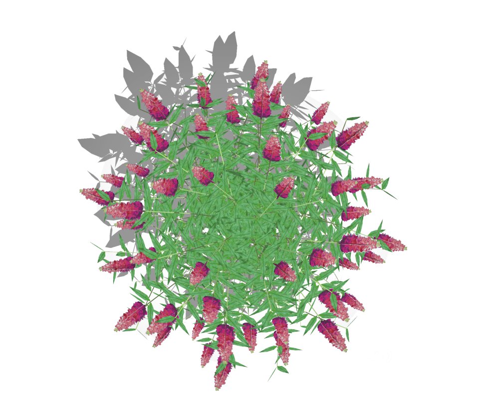 Buddleja Butterfly Bush Pink Image 5