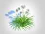 Agapanthus-dwarf-white - Thumbnail 2