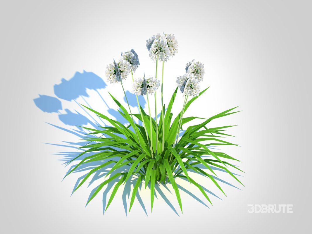 Agapanthus-dwarf-white Image 2