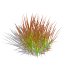 Imperata-Japanese Blood Grass - Thumbnail 1