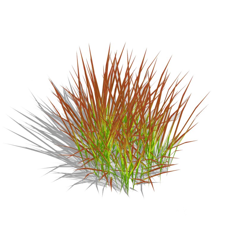Imperata-Japanese Blood Grass Image 1