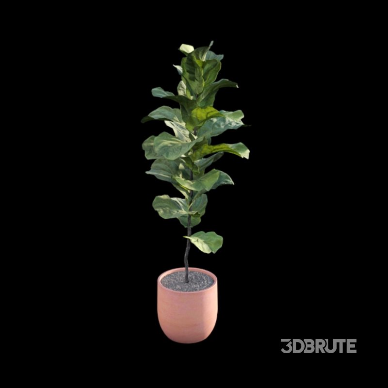 Ficus Lyrata – Ficus pandurata Image 6