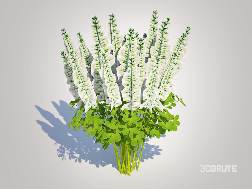 Baptisia australis – False Indigo_White Image 2