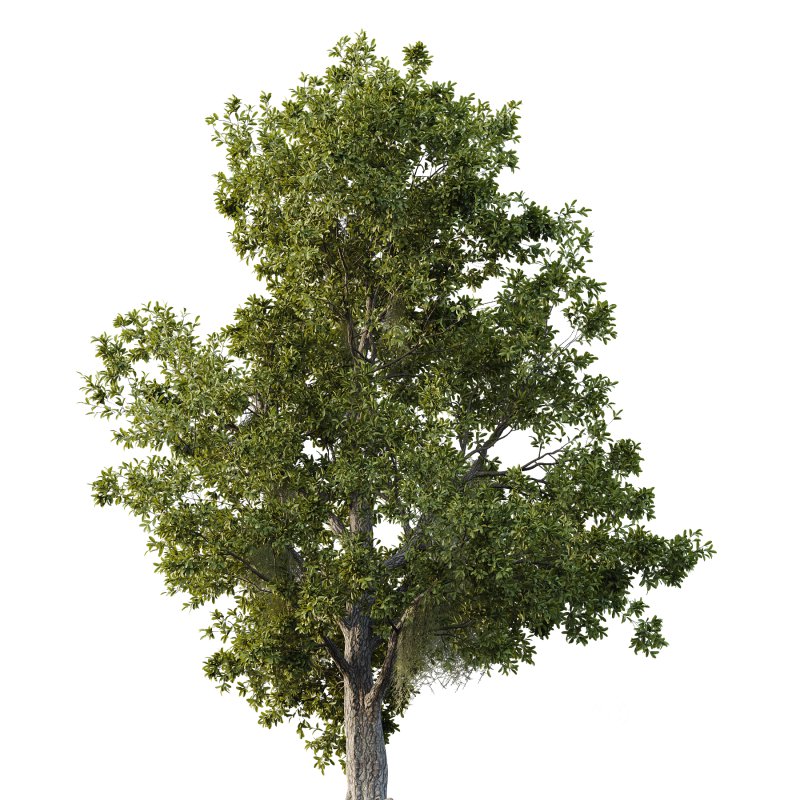 Spanish Moss Tree 02 Image 2