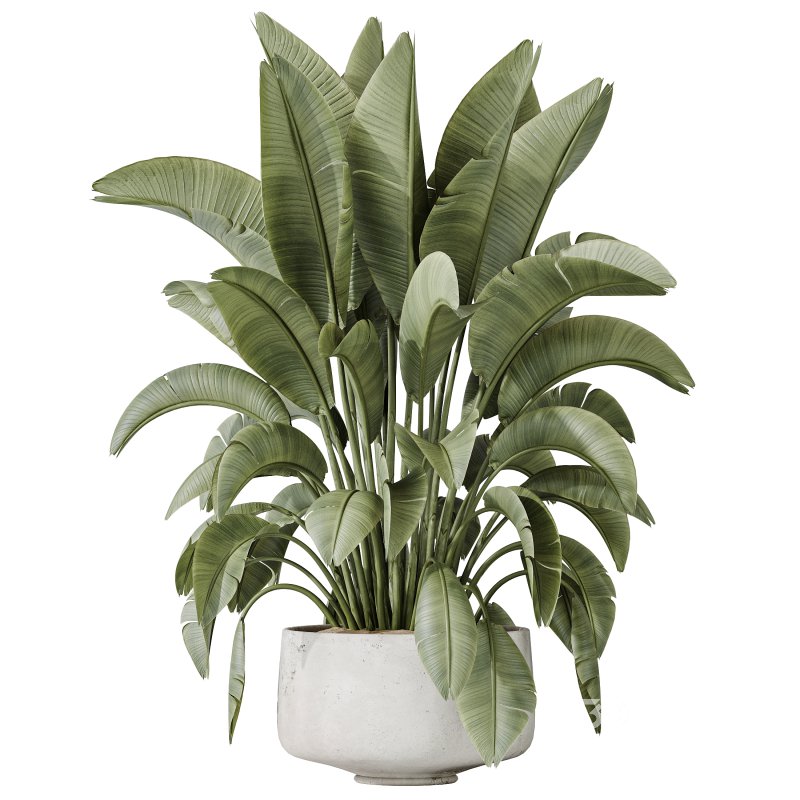 AV Indoor plants set 203 Yucca Aloifolia Rostrata Palm and Olive Eucalyptus and Banana Strelitzia Nicolai and Briful Pachira Aquatica Image 4