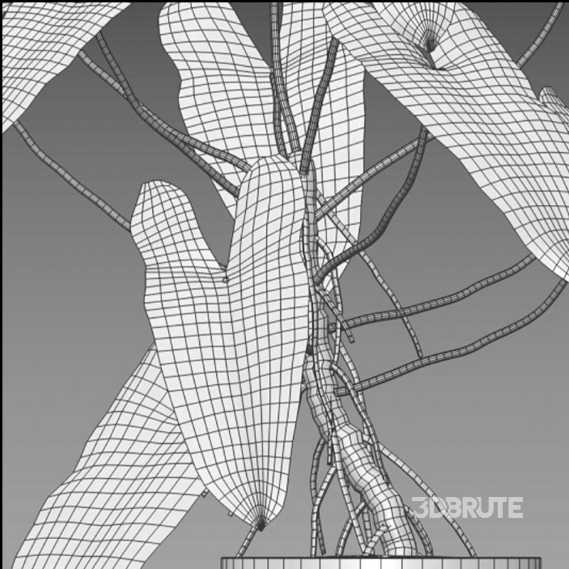 Philodendron billietiae – Croat Image 7